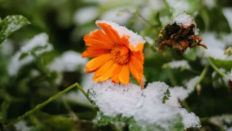 Frente frío 15 ¿Cuáles estados tienen pronóstico de caída de nieve en México y cuándo