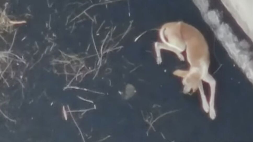 Perritos, drones, La Palma A.jpg