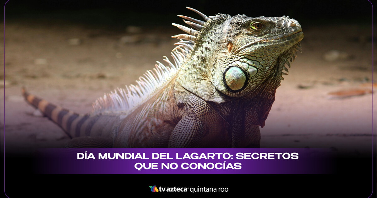 D a Mundial Del Lagarto 5 Datos Curiosos Que No Sab as Sobre Estos d-a-mundial-del-lagarto-5-datos-curiosos-que-no-sab-as-sobre-estos