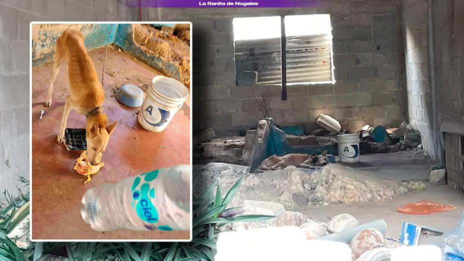 Denuncian maltrato animal en Villa Ocuiltzapotlán; perrito aparece encadenado y desnutrido