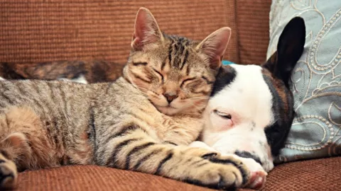 Cuánto cuesta tener una mascota en Estados Unidos