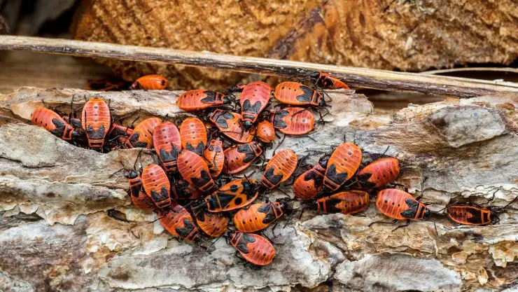 ¿Cómo saber si te picó una chinche y qué enfermedades transmiten?