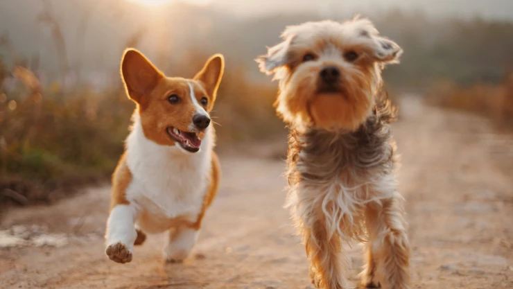 perros.jpg