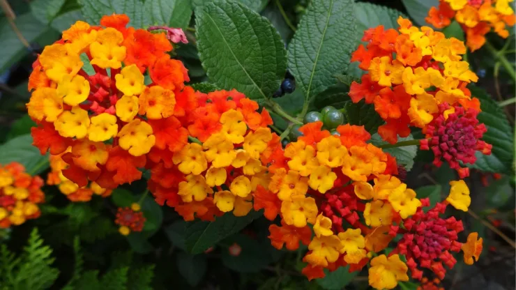 Estas plantas brindan color y belleza a tu jardín. Son ideales para la llegada de mariposas y colibríes.