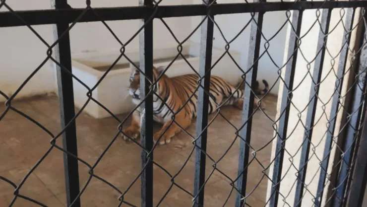 Tigres de Bengala en Mazatlán: Profepa asegura un macho y una hembra