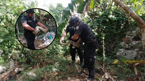 ¡De terror! Familia de Tizimín vive TREMENDO SUSTO al encontrar una Ooch Kaan en el patio de su casa