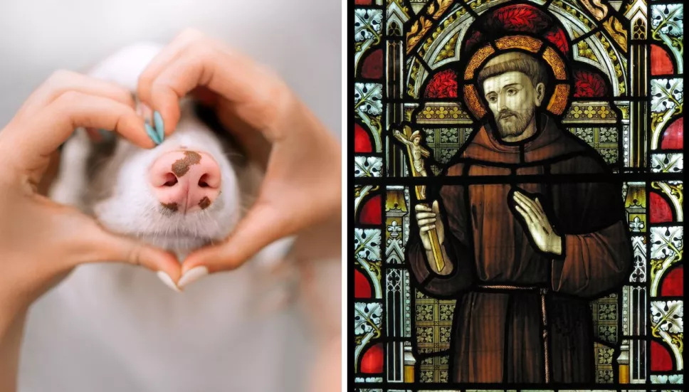 Este 4 de octubre se celebra el Día Mundial de los Animales