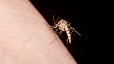 Estudio revela cómo los mosquitos pueden olfatear a los humanos