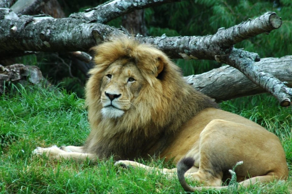 Así reaccionó un león al ser liberado después de vivir 13 años en cautiverio (VIDEO)
