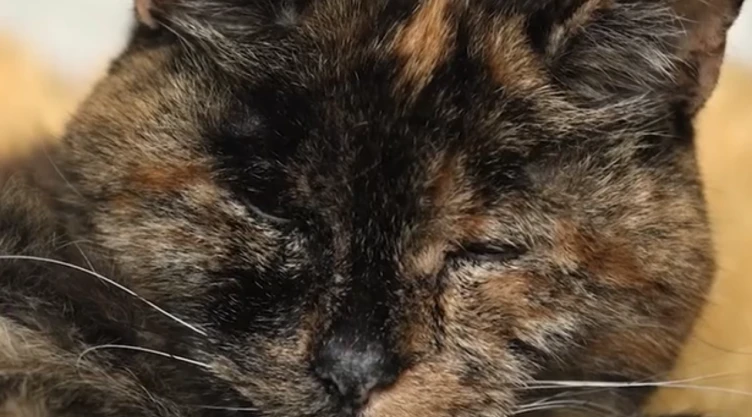 Toma cercana a “Flossie”, la gata más longeva del mundo según el Libro Guiness de los récords