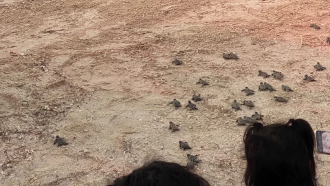 Reportan LIBERACIÓN tortugas en la costa norte de Yucatán; ¿Qué tan importante es la anidación?