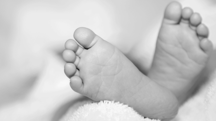 Recién NAcido CHihuahua.jpg