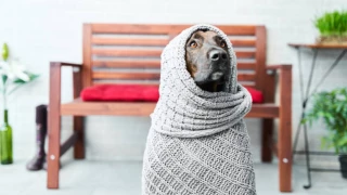 _Frente Frío 15 en Guanajuato temperaturas mínimas.png