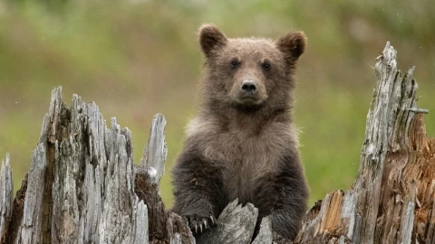 Oso grizzly de California