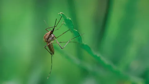 Conoce os repelentes caseros para ahuyentar mosquitos que no sirven