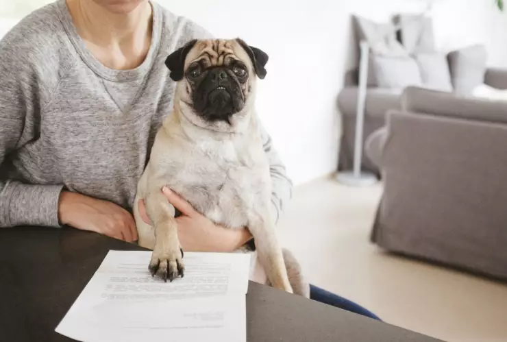 RUAC para mascotas en CDMX