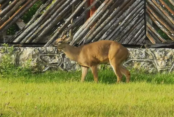 ¡increíble! Fotografían a un venado en glorieta de Cancún