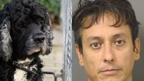 Detienen al propietario de una estética canina tras abusar de perros