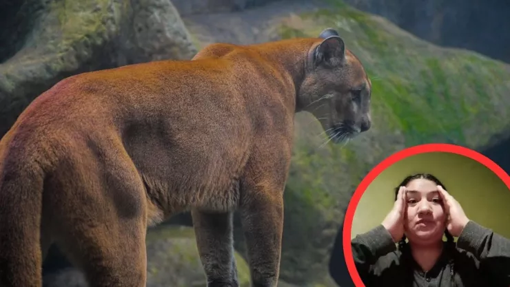 Usuarios confirman avistamientos de felinos en rutas de senderismo de Rosarito