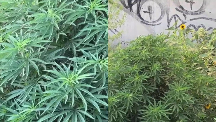 Planta de cannabis en Ciudad Juárez