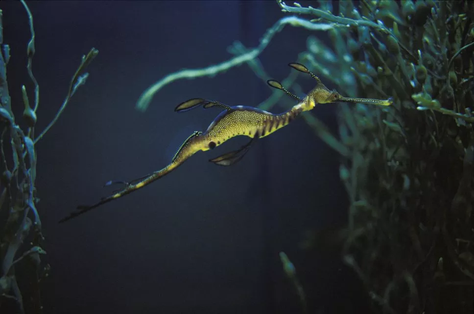 Dragones de mar nacen en España