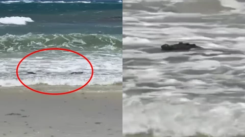 ¡Tomando un descanso! Cocodrilo se deja ver por segundo día en playa de Tulum