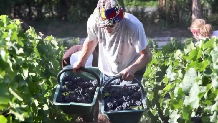 Clima extremo modifica cosecha de uva de Champagne en Francia.