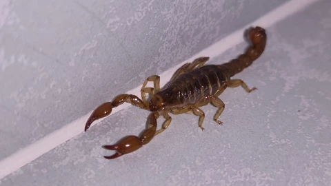 ¿Los alacranes trepan las camas? Piden tomar esta medida