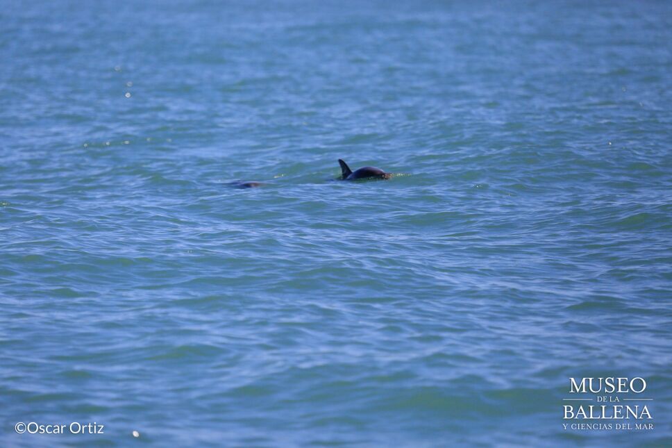 Descubren ejemplares de vaquita marina en estado reproductivo en Golfo de California