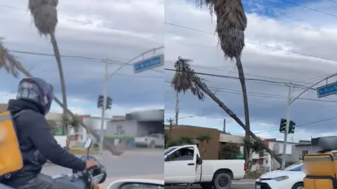 Colapsa palmera en Nuevo Ensenada por rachas de viento este 24 de diciembre