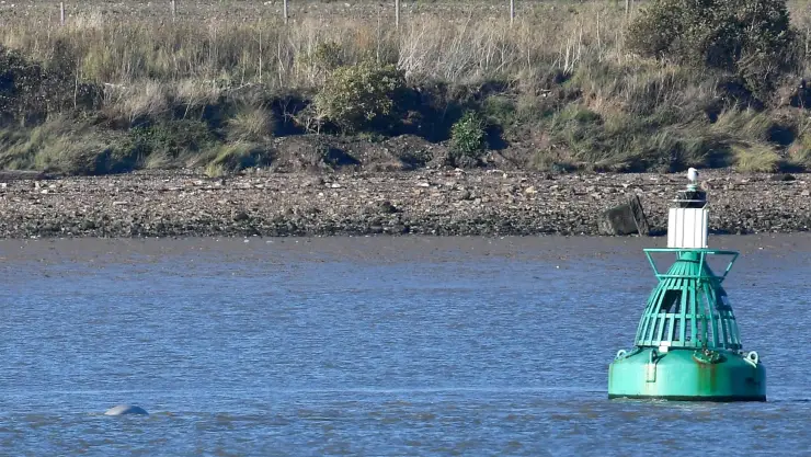 Insólito, avistan una ballena beluga en el río Támesis