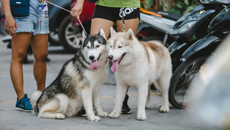 Los paseadores de perros en CDMX deben estar capacitados.
