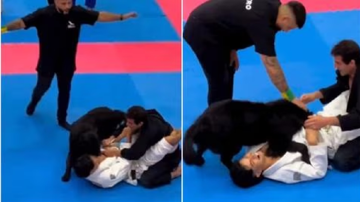 Video Perro interrumpe torneo de jiu jitsu para defender a su dueño
