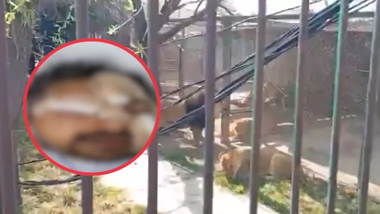 Hombre libera leones en Ocoyoacac