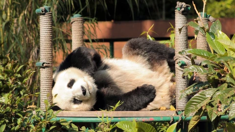 Xin Xin, una panda mexicana que habita en el Zoológico de Chapultepec, cumple 33 años de vida.