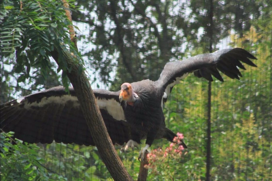 Cóndor de California