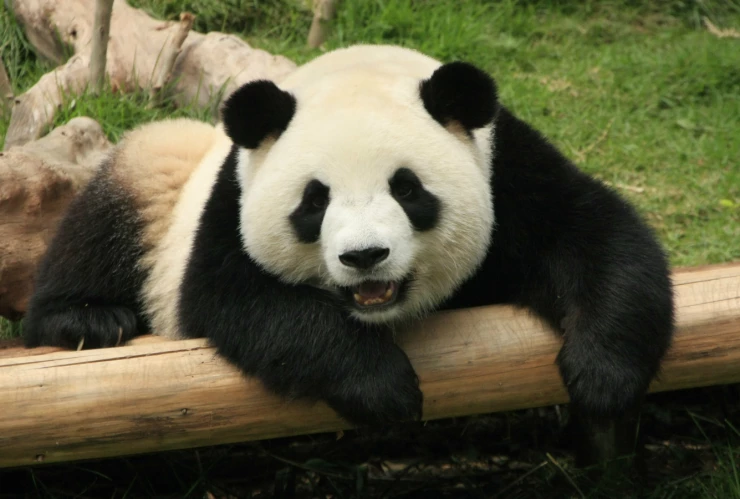 China es dueña de todos los pandas del mundo, menos de los de México