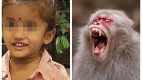 Pandilla de monos en la India