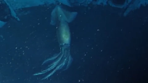 calamar_gigante_ser_humano