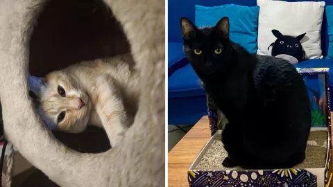 Beneficios de tener un gato como mascota