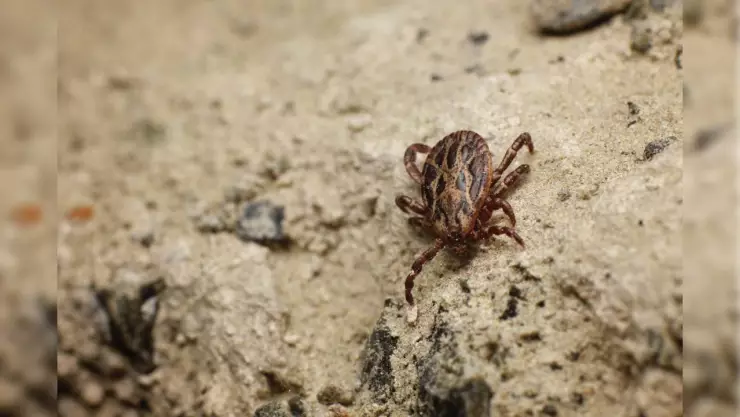 enfermedad de garrapata