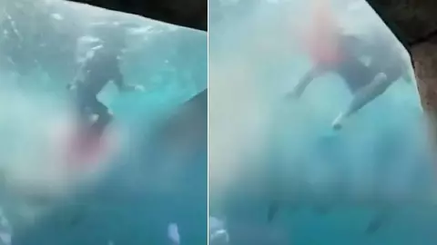 VIDEO_ Tiburón ataca a niño de 10 años en un resort de las Bahamas