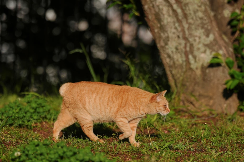 En Japón, los gatos sin cola se consideran de buena suerte.jpg