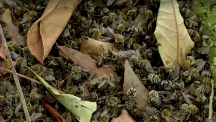 Más de 100 millones de abejas mueren envenenadas en Brasil