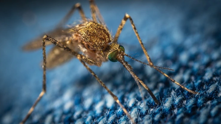 Vacuna contra la malaria con mosquitos modificados genéticamente