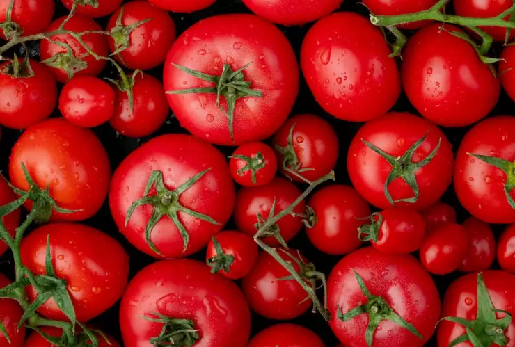 Precio del kilo de tomate