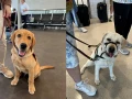 perros-asistencia-eu-3