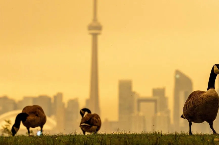 Incendios en Canadá ponen en riesgo a personas y animales