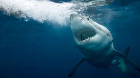 animal mas viejo tiburon groenlandia ciencia descubrimiento