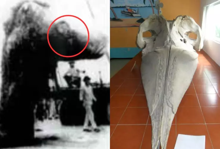 Monstruo de Tecolutla